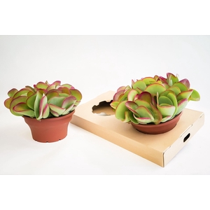 Kalanchoe thyrsiflora