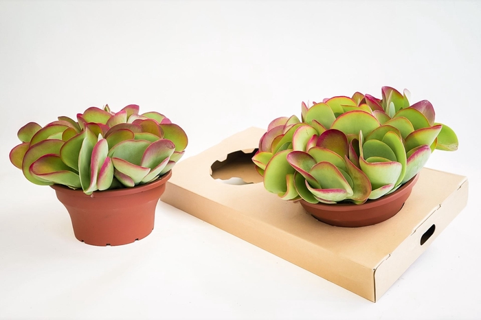 <h4>Kalanchoe thyrsiflora</h4>