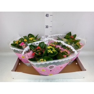 Kalanchoe blos.   ..rosebud mix/pot