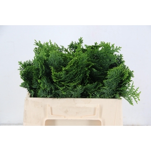 CONIFEER NANA GRACILL PER BUNCH