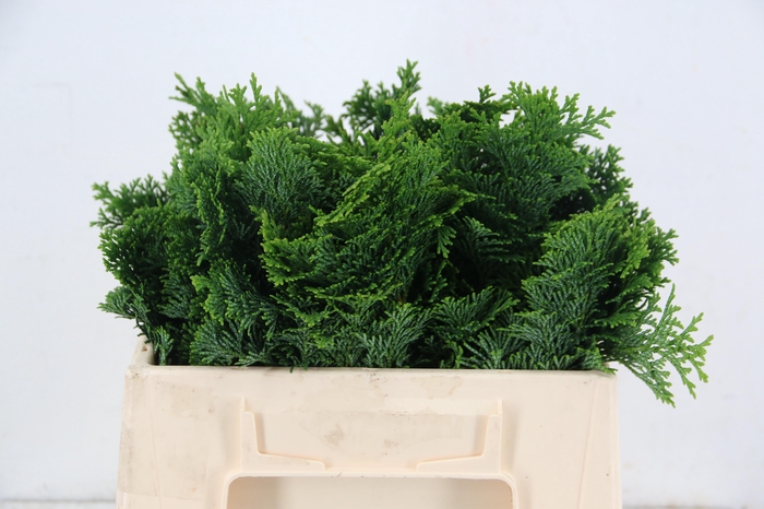 <h4>CONIFEER NANA GRACILL PER BUNCH</h4>