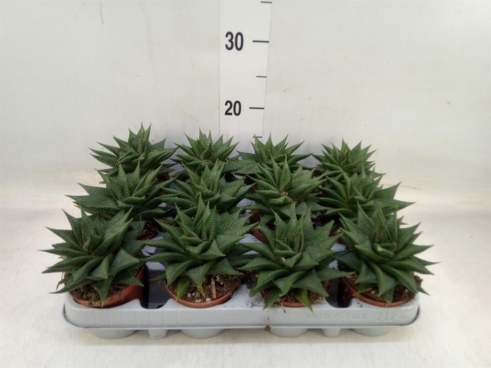 <h4>Haworthia limifolia</h4>
