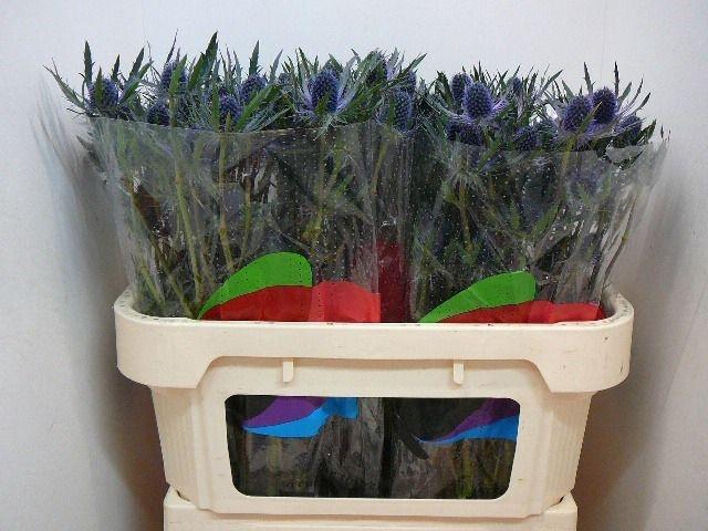 <h4>Eryn Mag Blue Lagoon</h4>