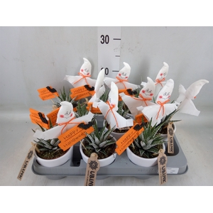 Haworthia fasciata 'Alba'
