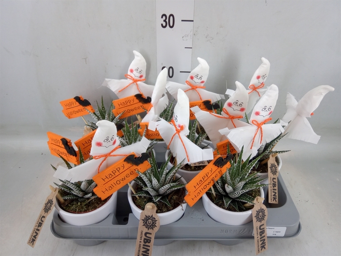 <h4>Haworthia fasciata 'Alba'</h4>