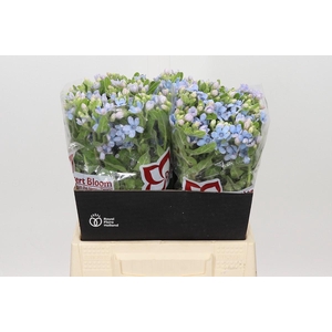 Oxypetalum Tweedia Blue