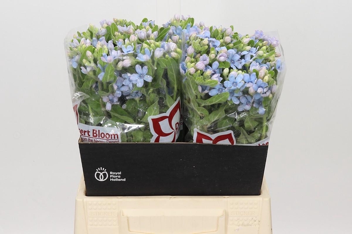<h4>Oxypetalum Tweedia Blue</h4>