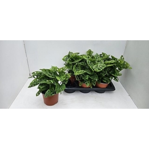 MONSTERA MONKEY LEAF