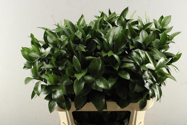 <h4>Deco Gr Ruscus (grof) L 80</h4>