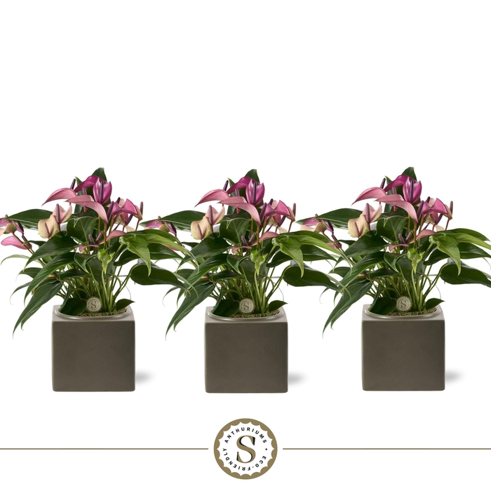 <h4>Belicia Dark Grey 12cm Zizou</h4>