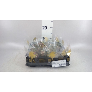 Ceropegia woodii ssp. woodii