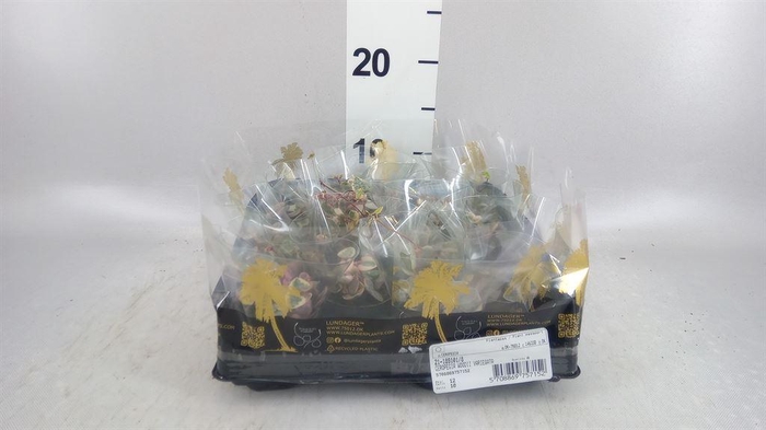 <h4>Ceropegia woodii ssp. woodii</h4>