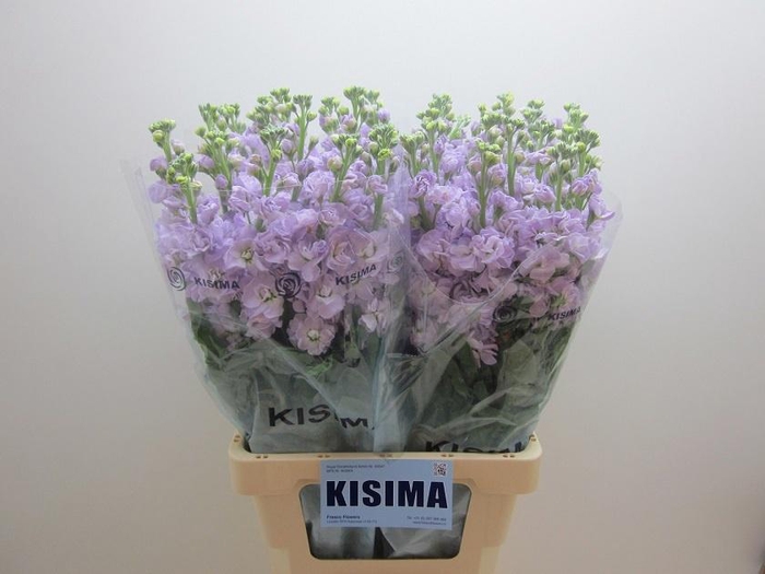 <h4>MATTH IRON MARINE</h4>