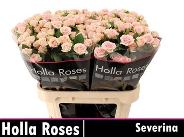 <h4>R Tr Severina</h4>