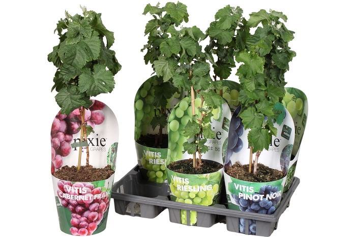 <h4>VITIS VINIFERA</h4>