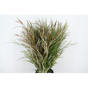 GREVI ASPLENIIFOLIA