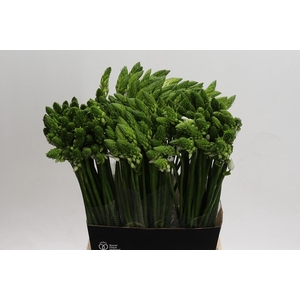 Ornithogalum Thyrsoides BIG WHITE