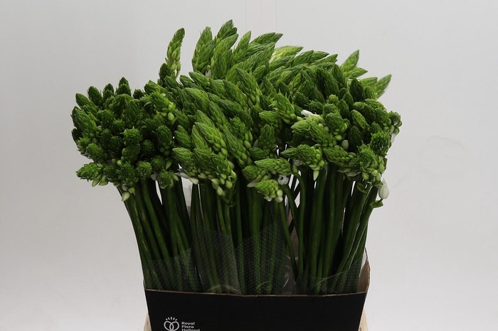 <h4>Ornithogalum Thyrsoides BIG WHITE</h4>