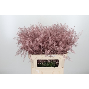 Lepidium Kl Bh Rose Goud