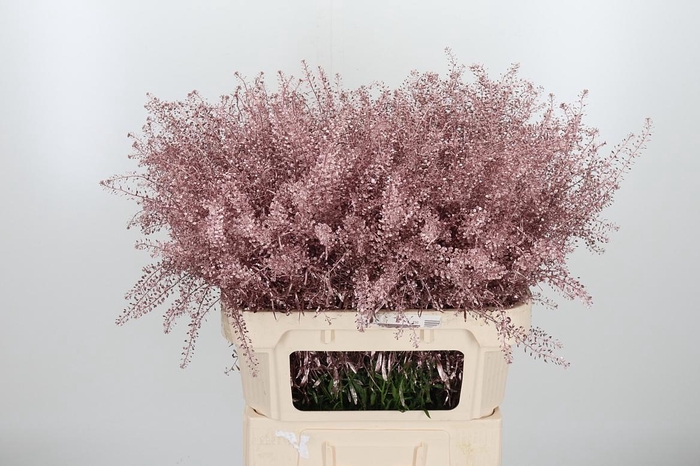 <h4>Lepidium Kl Bh Rose Goud</h4>