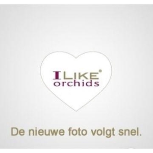 Duetto Boog Budapest