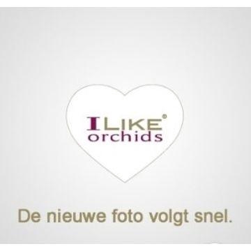 <h4>Duetto Boog Budapest</h4>