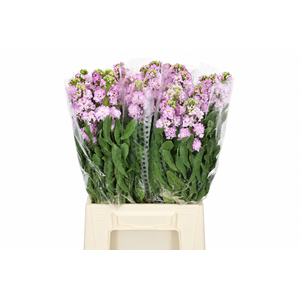 Matthiola Iron Cherry Blossom