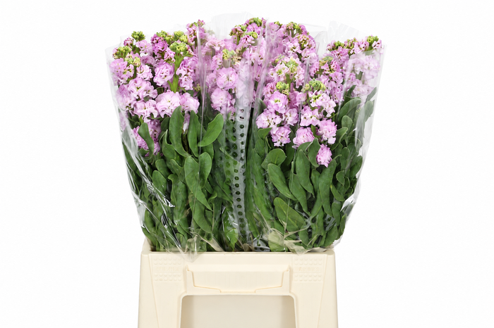 <h4>Matthiola Iron Cherry Blossom</h4>