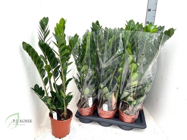 <h4>ZAMIO ZAMIIFOLIA P17 75CM</h4>