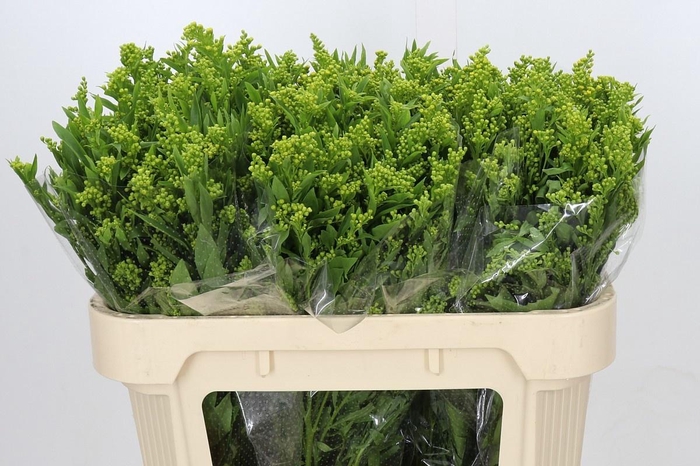 <h4>SOLI GOLDEN GLORY</h4>