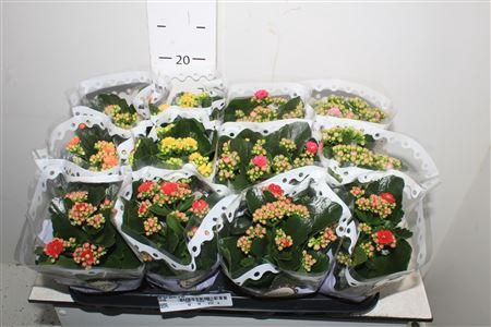 <h4>Kal Ge Gem 5 Kl</h4>