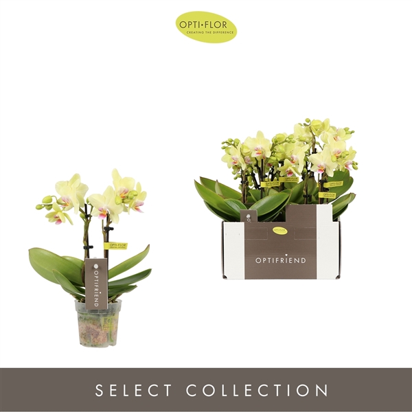 <h4>Phalaenopsis Multifloratypes overig geel</h4>