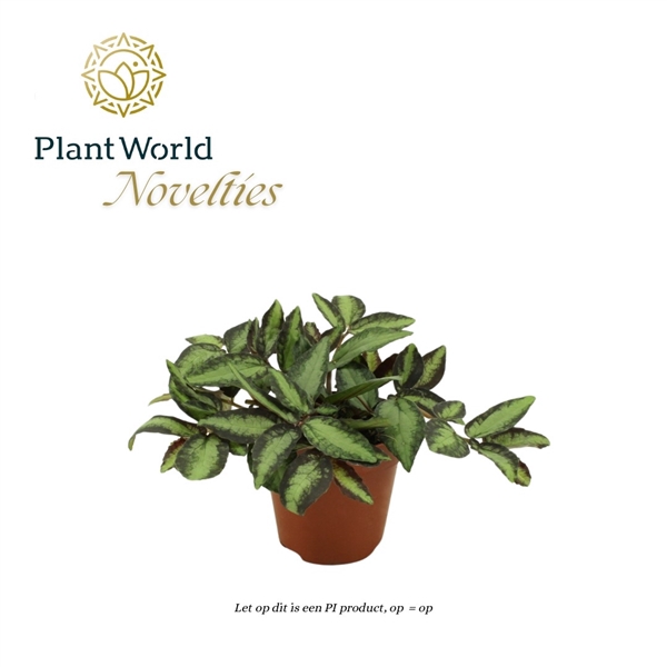 <h4>Pellionia Repens 12cm</h4>