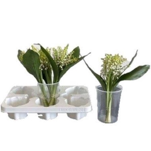 Convallaria P St