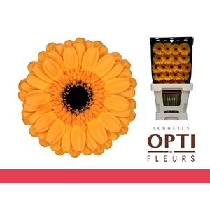 GE MI TWEETY-Diamond