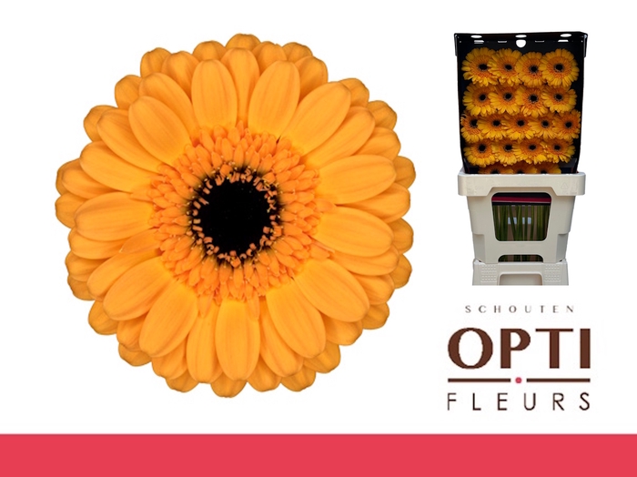 <h4>GE MI TWEETY-Diamond</h4>