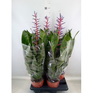 Aechmea  'Blue Rain'