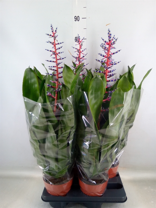<h4>Aechmea  'Blue Rain'</h4>