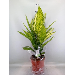 Dieffenbachia  'Vesuvius'