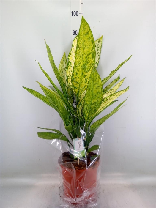 <h4>Dieffenbachia  'Vesuvius'</h4>