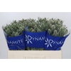 Eryngium Silver Dynamite