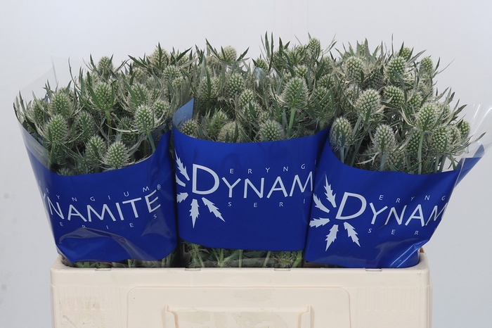 Eryngium Silver Dynamite