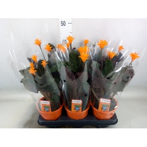 Calathea crocata 'Tassmania'