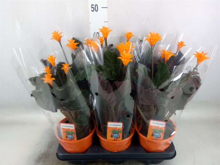 <h4>Calathea crocata 'Tassmania'</h4>
