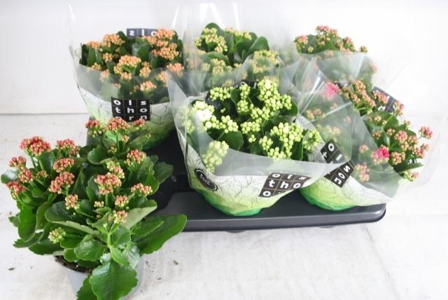 arr8 Kal Ge Gem 5 Kl