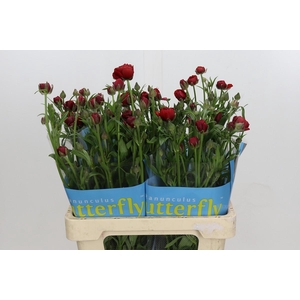 Ranunculus Butterfly Hades
