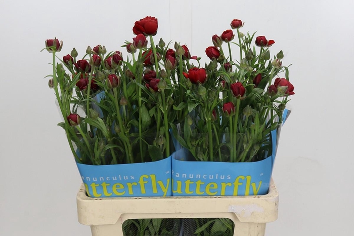 <h4>Ranunculus Butterfly Hades</h4>