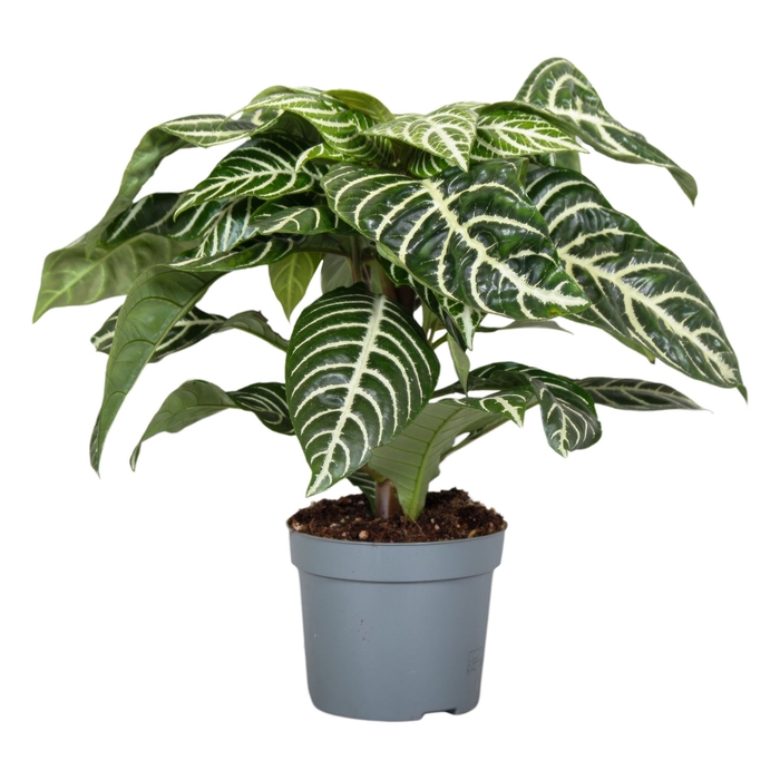 <h4>Aphelandra squar. 'Botanica'</h4>