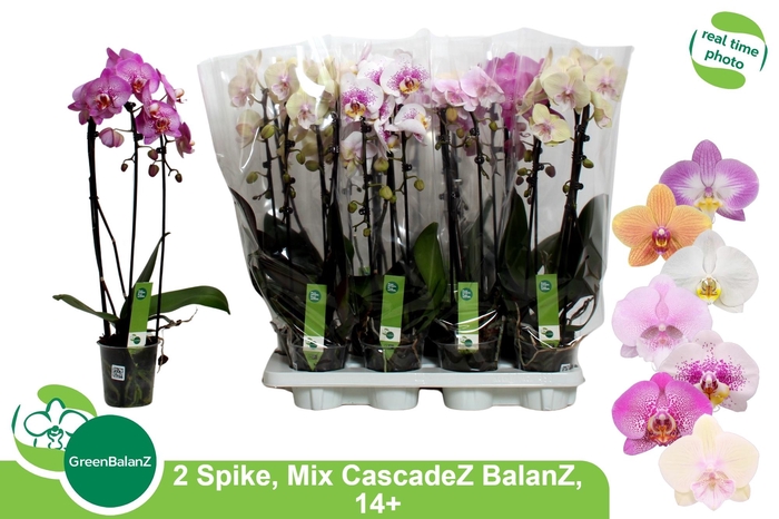 <h4>PHAL EL CASCADE</h4>