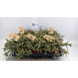 Rhipsalis baccifera subsp. horrida